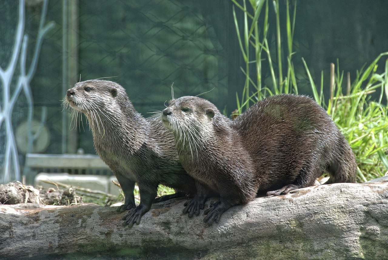 Zoo przy Schönbrunn